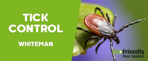 Pest Control Whiteman.